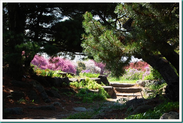 Rock Garden Pink Window