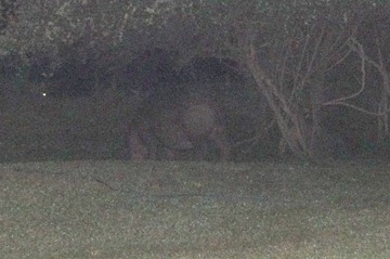 [Copy of DSC00525[4].jpg]