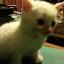 Yang, the cute kitten.
