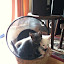 Yin and Yang the garbage bin cats