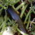 courgete.jpg