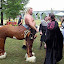 hunglikea_horse.jpg