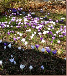 crocus6