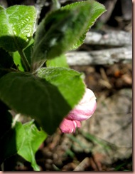 appleblossoms2