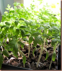 tomatoeseedlings2