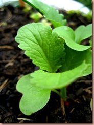 radishes