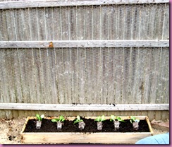 zucchini seedlings planted