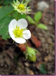 strawberries