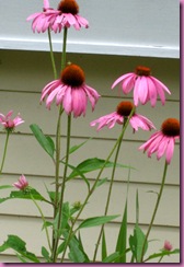 echinacea