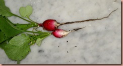 radish1