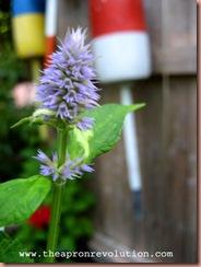 hyssop