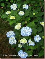 hydrangea1