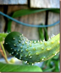 cucumbers