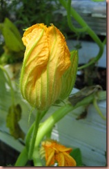 squash blossom