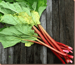 rhubarb