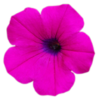 flower015 flower015