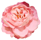 flower006 flower006