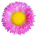 [flower008[4].png]