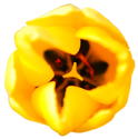 flower009 flower009