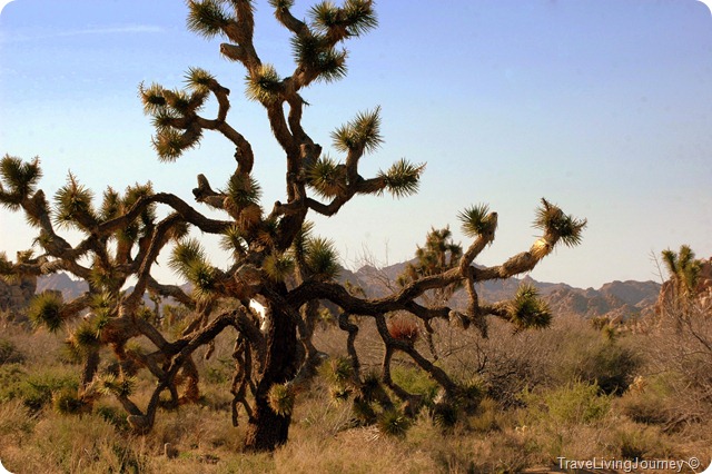 JoshuaTree 161