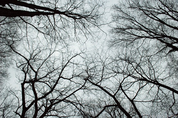 Branches maze in a winter sky