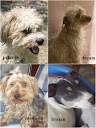OTROS PERROS EN ADOPCIÓN