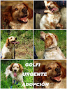 SOS PARA GOLFI