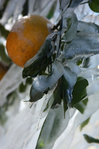 [orangeice[4].jpg]
