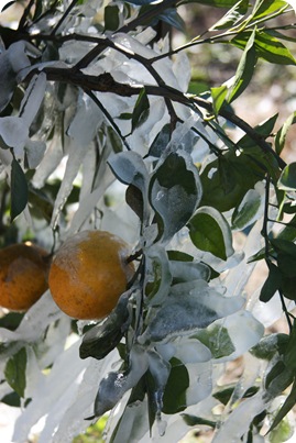 orangeice2