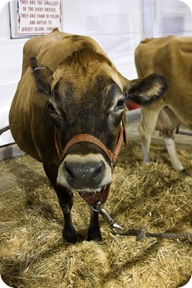 cow2