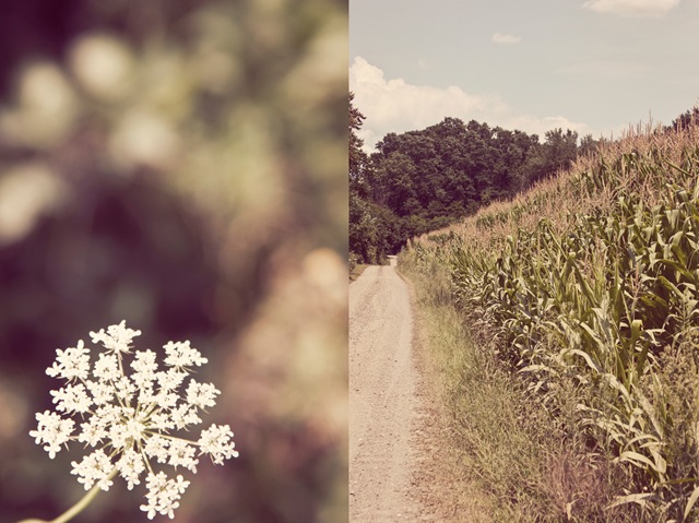 [cornfielddiptych[7].jpg]