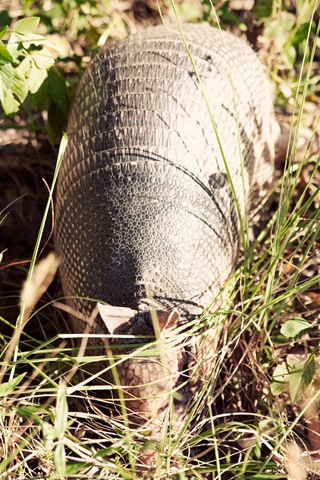 [armadilloweb[4].jpg]