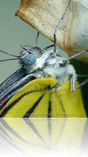 kupu-kupu bersayap kuning 06