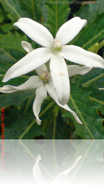 isotoma longiflora 22