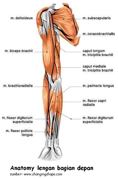 gambar anatomy lengan manusia bagian depan