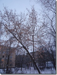 P1030291