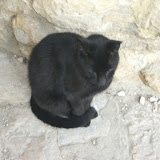 Un pedazo de gato