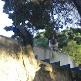 Pavos