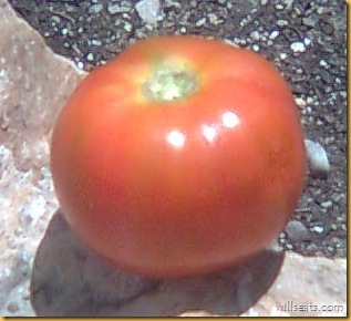 tomate