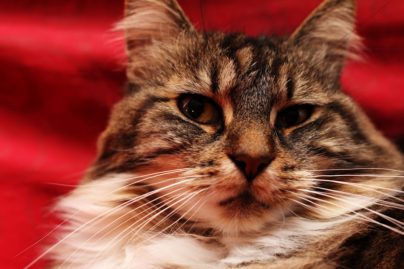 IMAGE: http://lh4.ggpht.com/_Q-Q9vxpdg8Y/S7lVDt6UtGI/AAAAAAAAAyA/zCEgR00Ho48/s800/DPP_0002.JPG