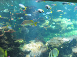http://lh4.ggpht.com/_Q-b3D5rJSGo/S1LQ_rUzKGI/AAAAAAAABws/Vd5rDZ-vHNA/Hardelot%20%28169%29.jpg