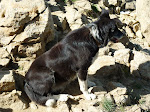 http://lh4.ggpht.com/_Q-b3D5rJSGo/StHlWxarS5I/AAAAAAAAANw/ALQvxmlnRI8/P1000132.JPG