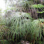 Ferms in the forest