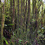 Mossy summit forest