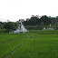 Shrine in the rice fields