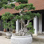 Bonsai in the temple