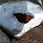 Mourning Cloak