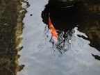Carasius Auratus