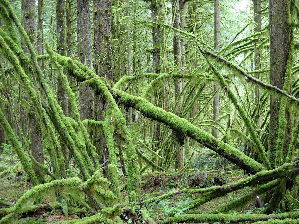 Alder Flats (in Golden Ears) 22 Reviews