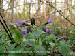 Miodunka ćma (Pulmonaria obscura)
